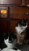 estr3iia Altpins Profile Picture