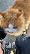 astarwbry_ Altpins Profile Picture