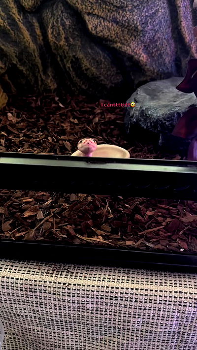 hanabellask8 hanabellask8 archive video