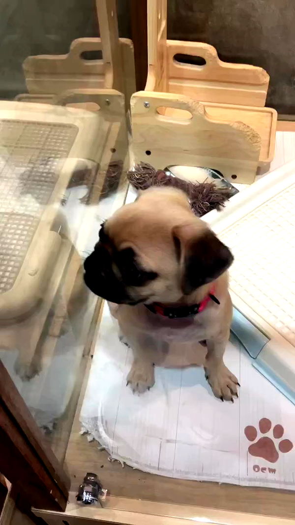 elianachetrit archive video preview