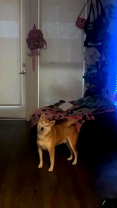 zommmbri zommmbri archive video