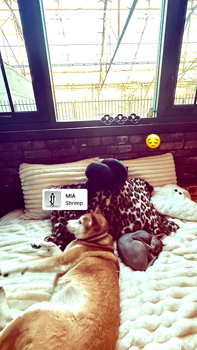 zommmbri zommmbri archive video