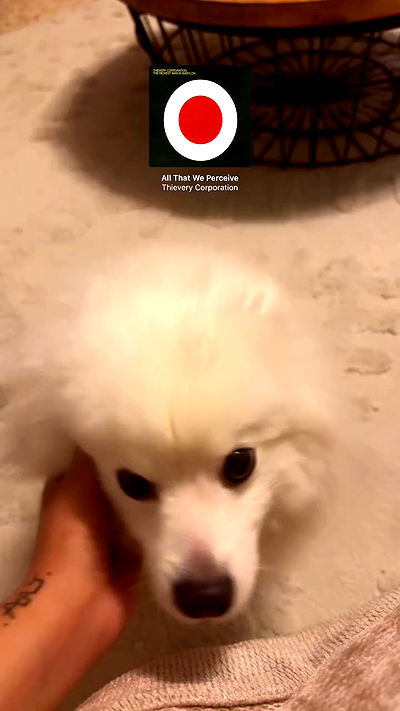 romy_ayalla_lavi romy_ayalla_lavi archive video