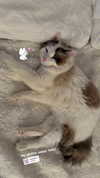 pixieonyxx Altpins Profile Picture