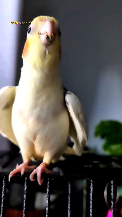 tinapavlov.sky tinapavlov.sky archive video