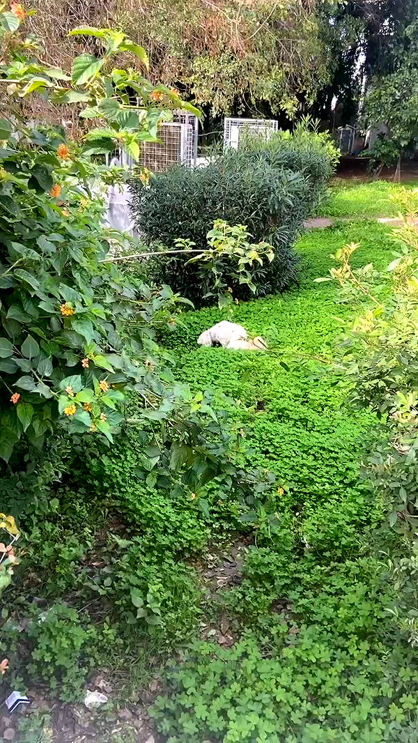 feelbetterinmysweater archive video preview