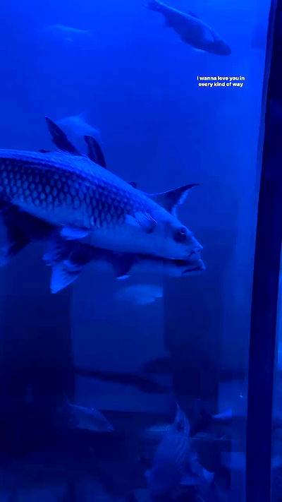 oqr0_ oqr0_ archive video