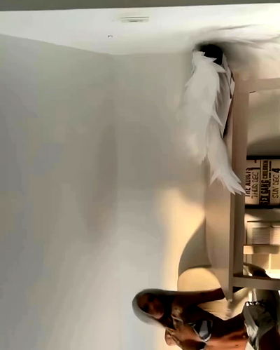 dreambabydrea dreambabydrea archive video