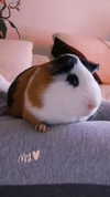 la.vica_ Altpins Profile Picture