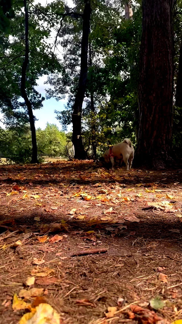 nyityam archive video preview