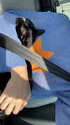 sydney_melman Altpins Profile Picture