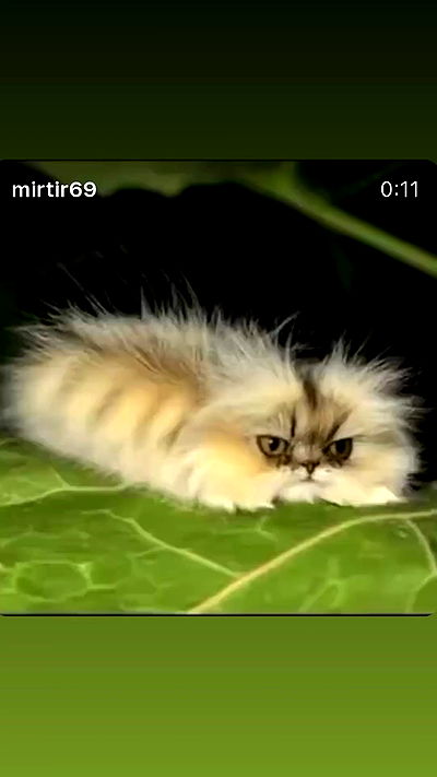 babynympho_archive babynympho_archive archive video