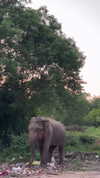 noa_mendel_ Altpins Profile Picture