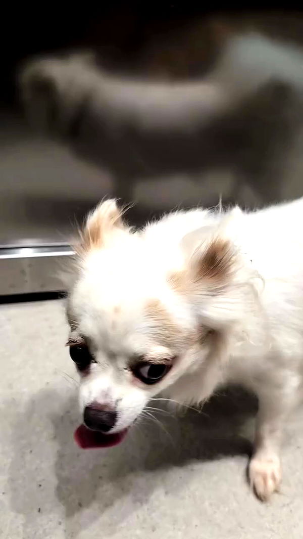 tinapavlov.sky archive video preview