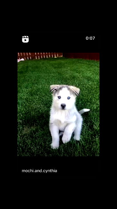 _animechika_ _animechika_ archive video