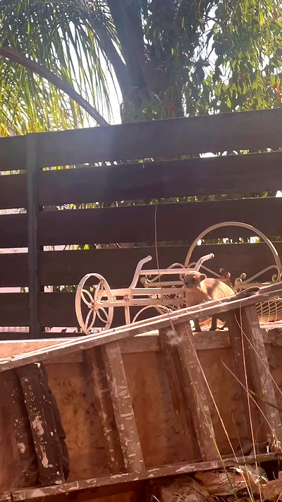 nikolgolovatzky nikolgolovatzky archive video