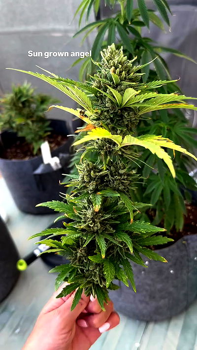 bakedsloths bakedsloths archive video