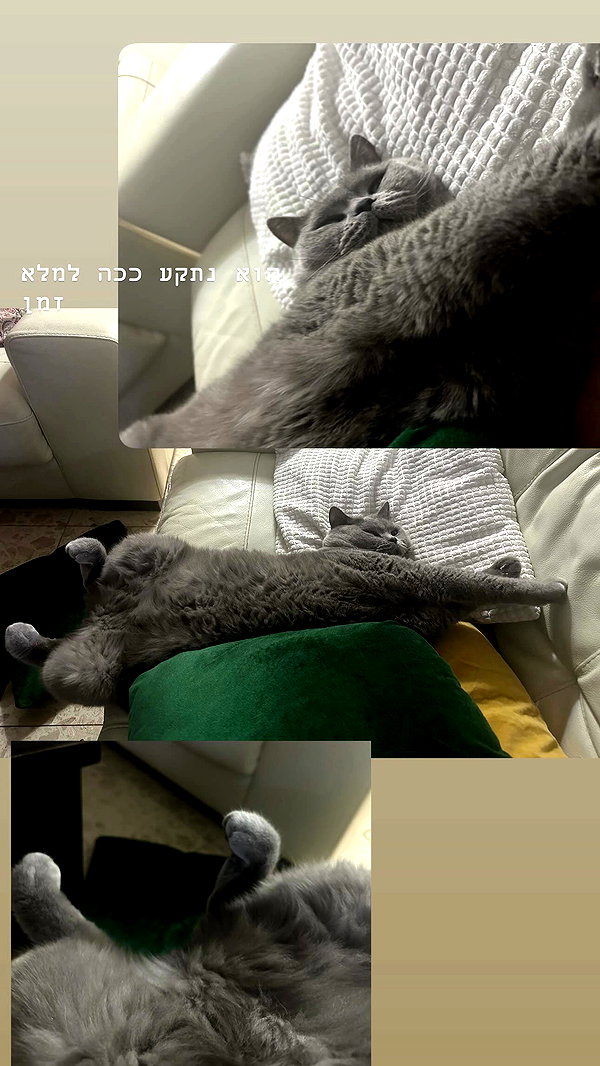 romxcohen archive video preview