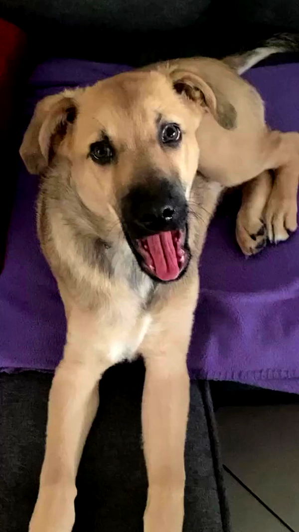 dustheadd archive video preview