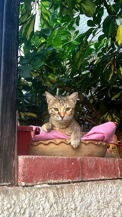 feelbetterinmysweater feelbetterinmysweater archive video