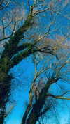 aleiisha.piixiie Altpins Profile Picture