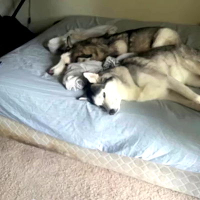 _animechika_ _animechika_ archive video