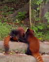 belok_bero Altpins Profile Picture