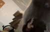 astarwbry_ Altpins Profile Picture