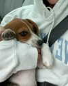 sydney_melman Altpins Profile Picture