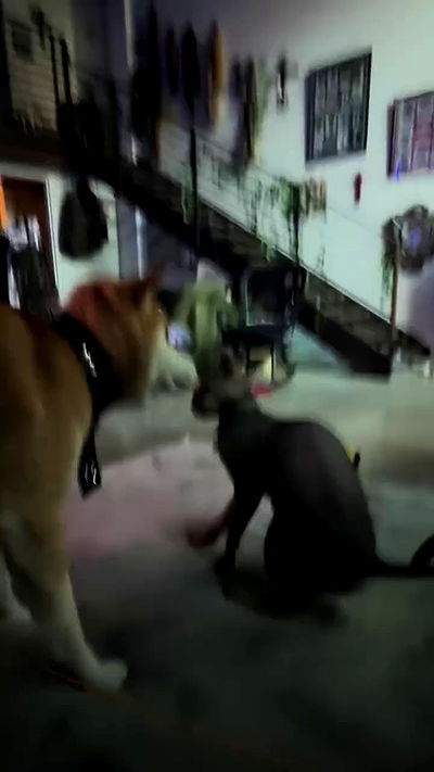 zommmbri zommmbri archive video