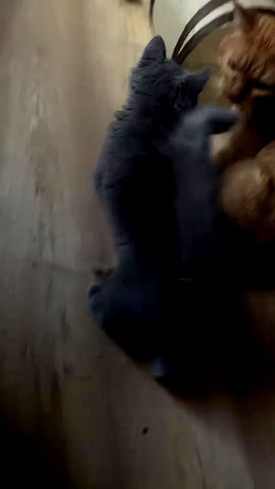 yoo.mon yoo.mon archive video