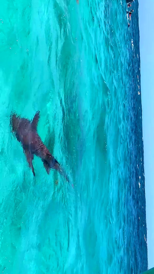 romy.benshushan archive video preview