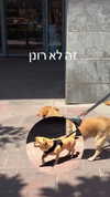 alma.almog Altpins Profile Picture