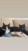sydney_melman Altpins Profile Picture