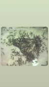 braainr0tt Altpins Profile Picture