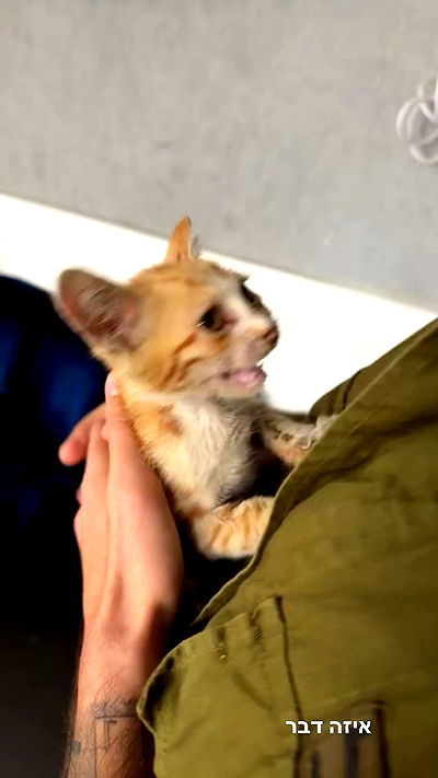 biton__adi biton__adi archive video