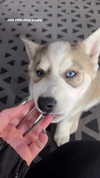 lilsyourfav Altpins Profile Picture