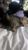 ashley.scarr Altpins Profile Picture