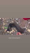 mia_rihan_ Altpins Profile Picture
