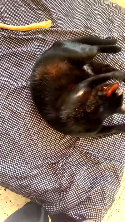 hellokittyangel666 hellokittyangel666 archive video