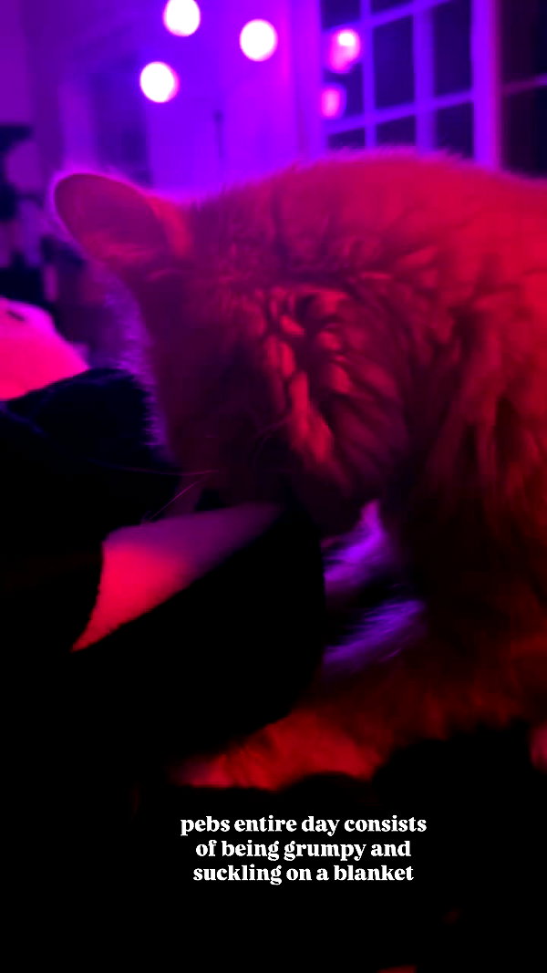 magg0tfleshh archive video preview