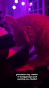 magg0tfleshh Altpins Profile Picture