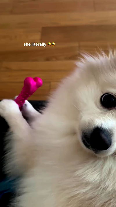 whylollycry whylollycry archive video