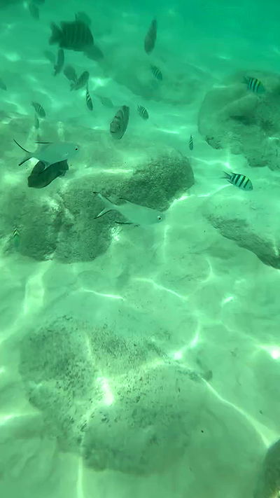 kesemgreenyer kesemgreenyer archive video