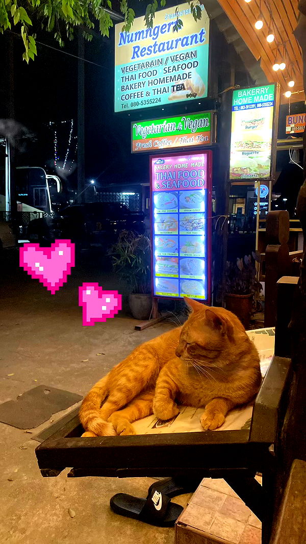 yam_adler archive video preview