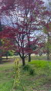 amit.yaron Altpins Profile Picture