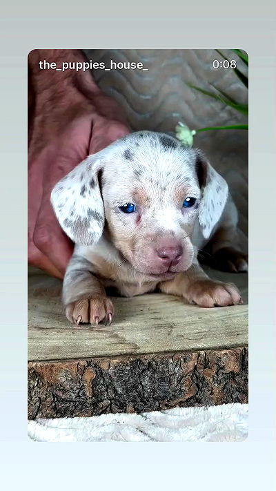 _._dianush._ _._dianush._ archive video