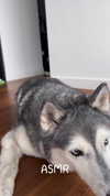 leyagornaya Altpins Profile Picture