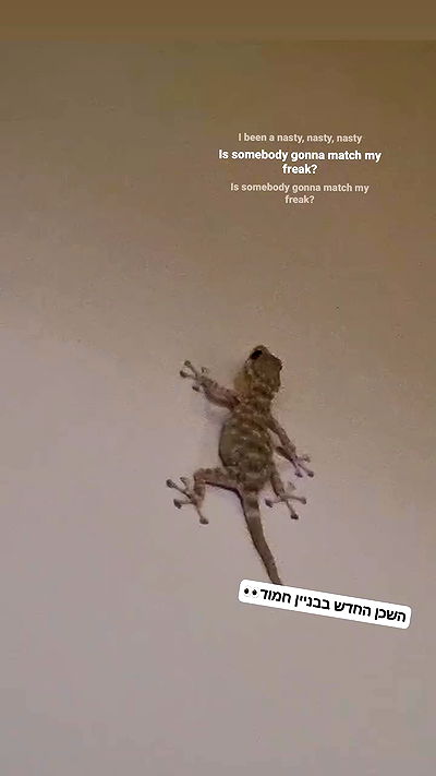 shayli_or shayli_or archive video