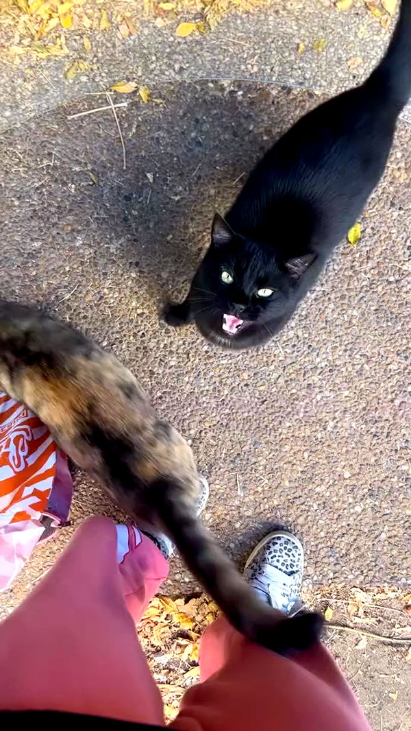 hellokittyangel666 archive video preview